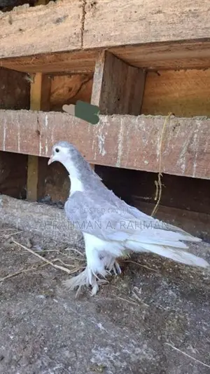 Pigeons