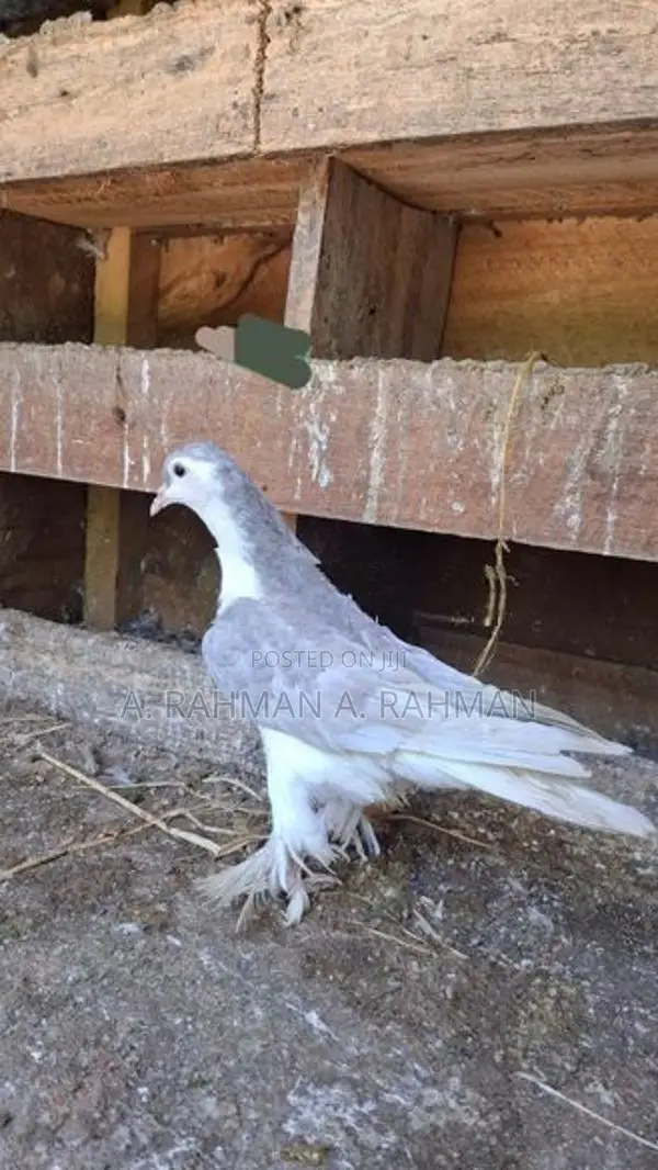 Pigeons