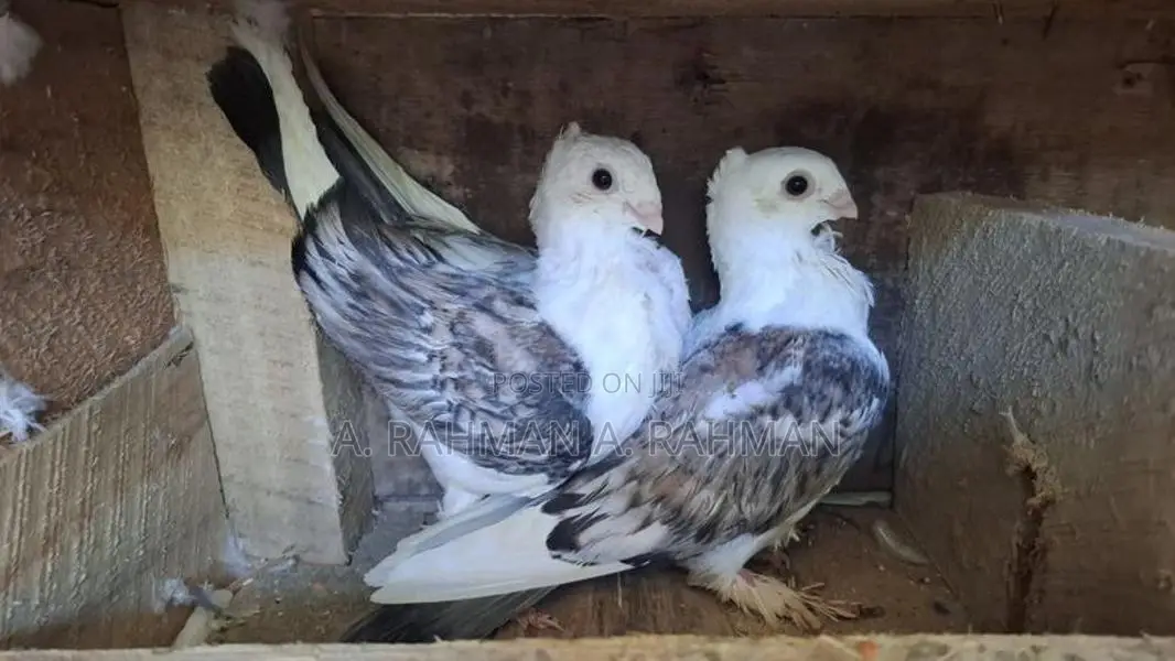 Pigeons