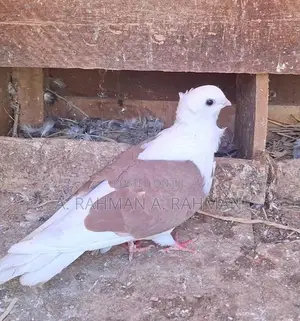 Pigeons