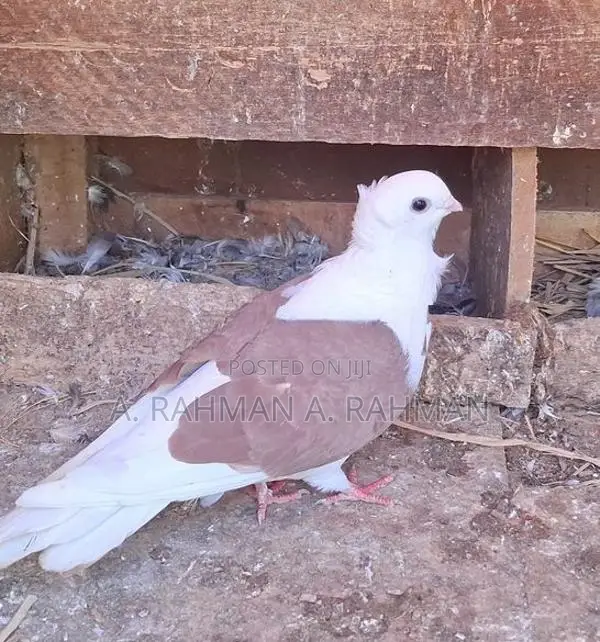 Pigeons