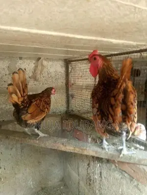 Sebright Breading Pair