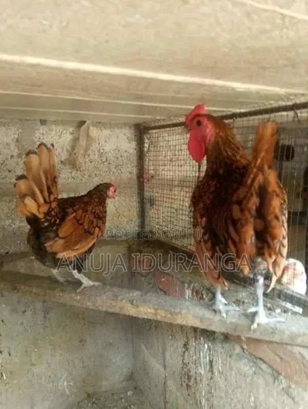 Sebright Breading Pair