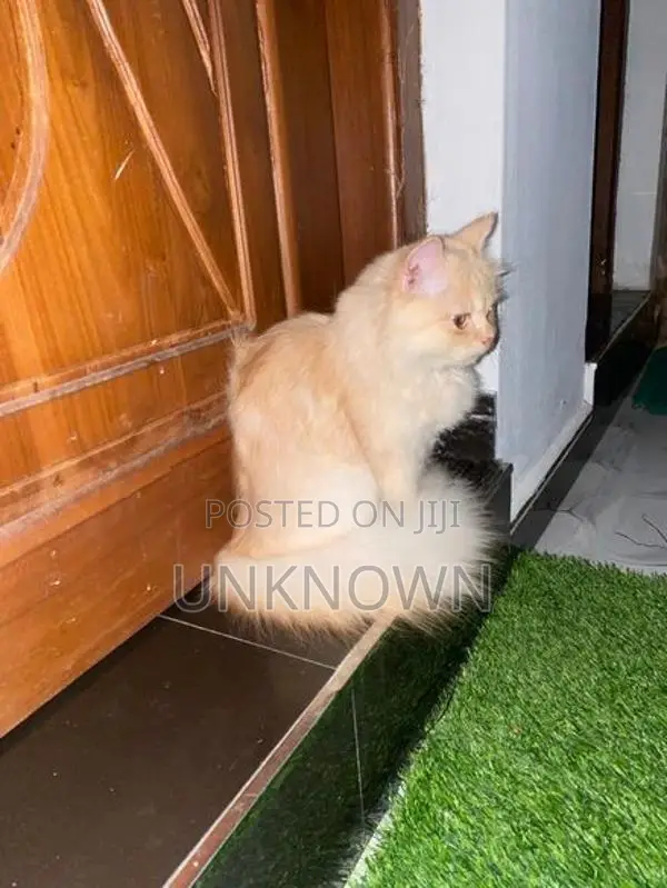 Persian
