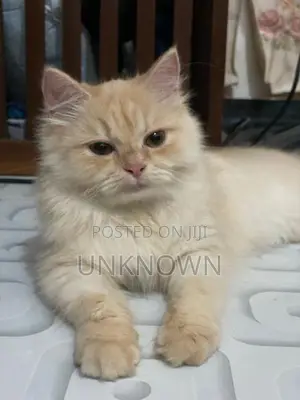 Persian