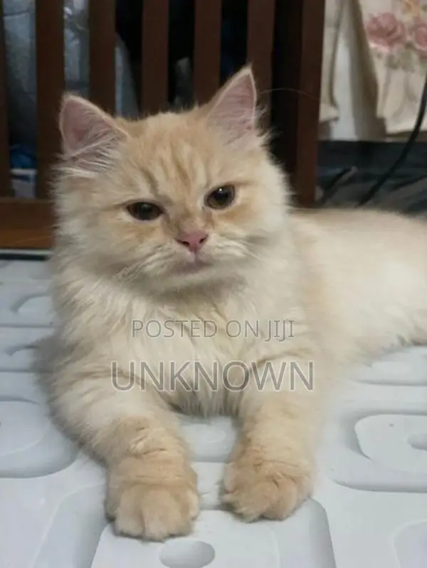 Persian