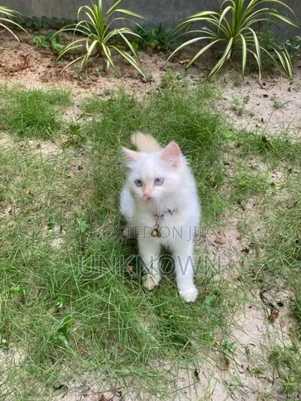 Persian