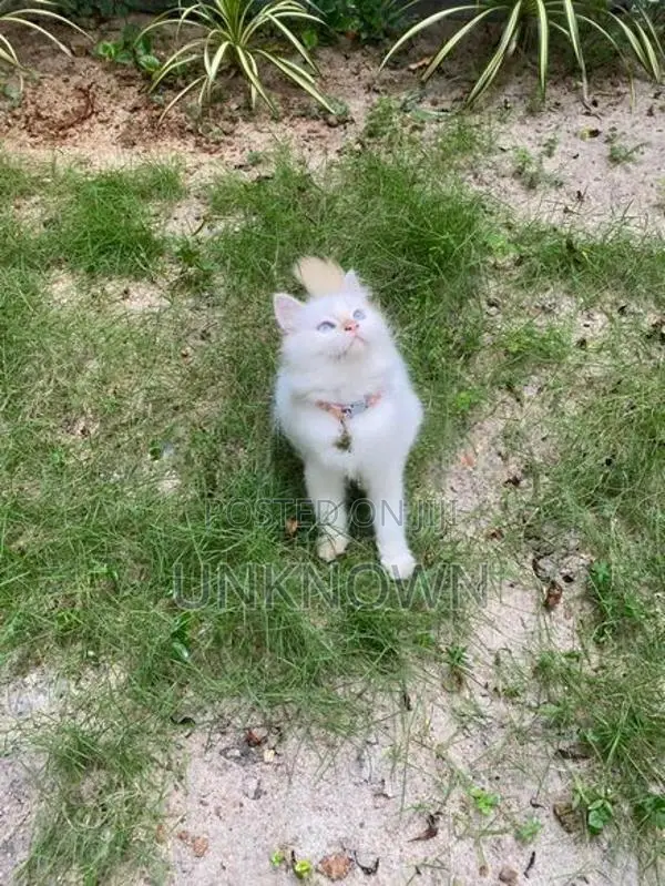 Persian