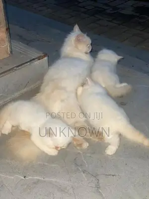 Persian