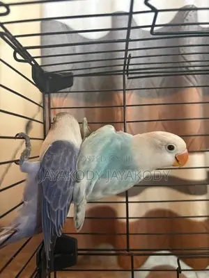 Afrikan Opaline