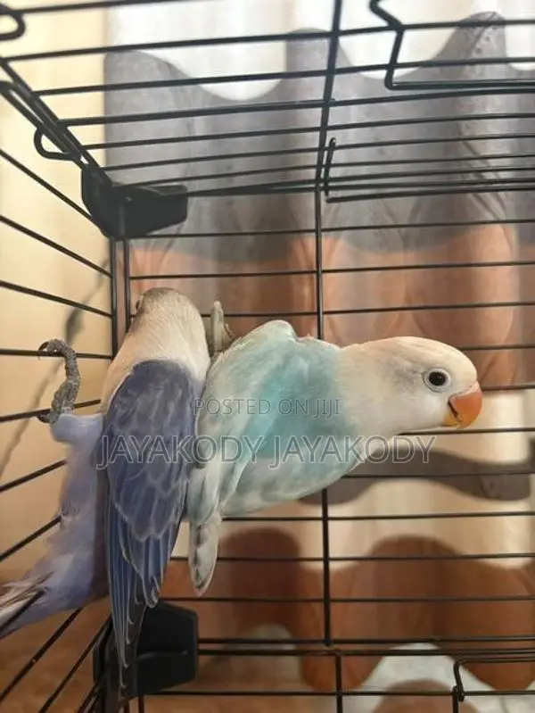 Afrikan Opaline