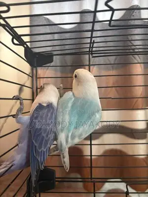 Afrikan Opaline