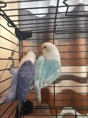 Afrikan Opaline