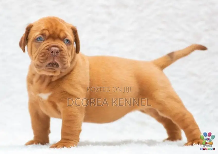 Dogue De Bordeaux (french Mastiff) Puppies
