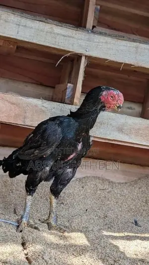 Parrot Peak Chicken