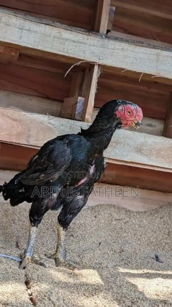 Parrot Peak Chicken