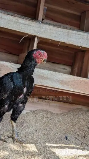 Parrot Peak Chicken