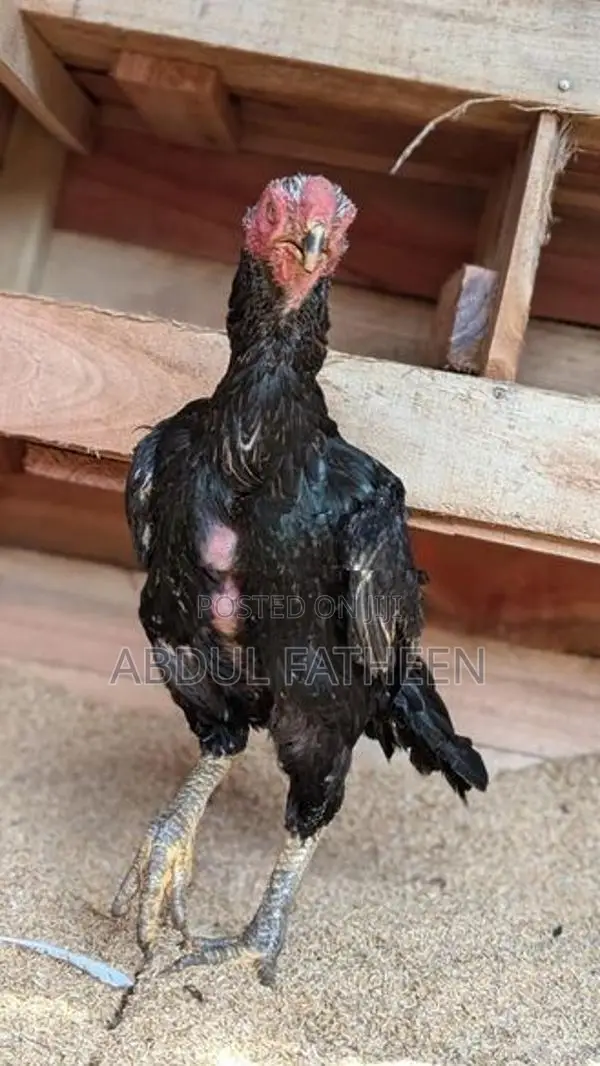 Parrot Peak Chicken
