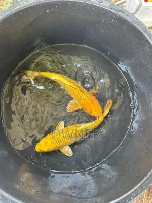Sl Koi Carp Fish
