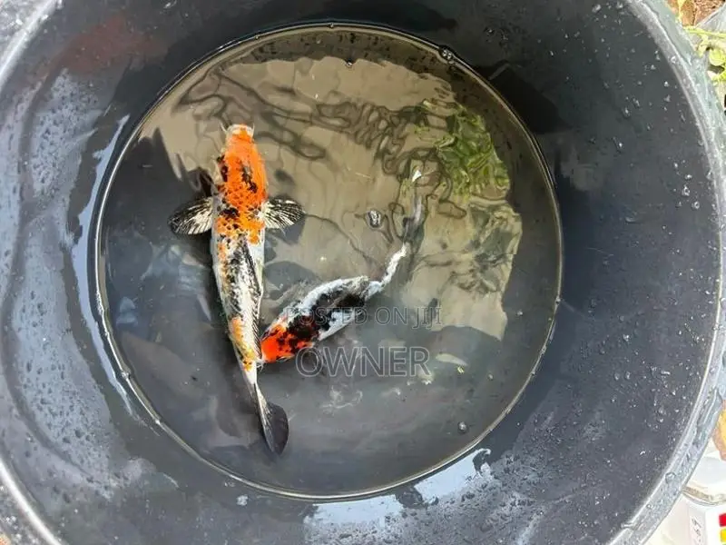 Sl Koi Carp Fish