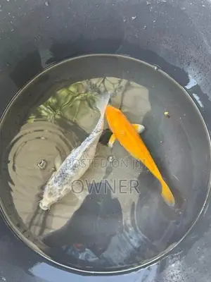 Sl Koi Carp Fish