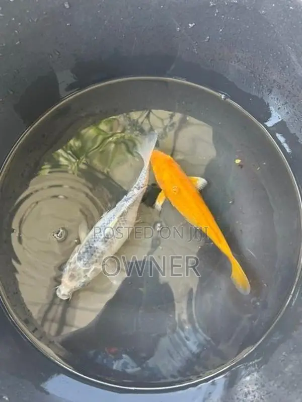 Sl Koi Carp Fish
