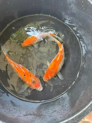 Sl Koi Carp Fish