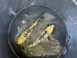 Sl Koi Carp Fish