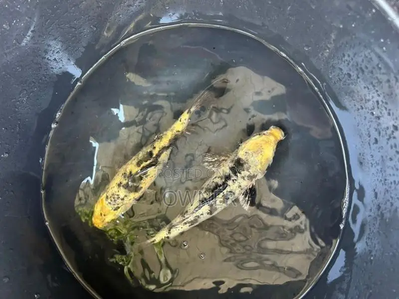 Sl Koi Carp Fish