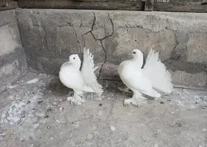 Fantails Pigeons ( Fantail Pigeon)