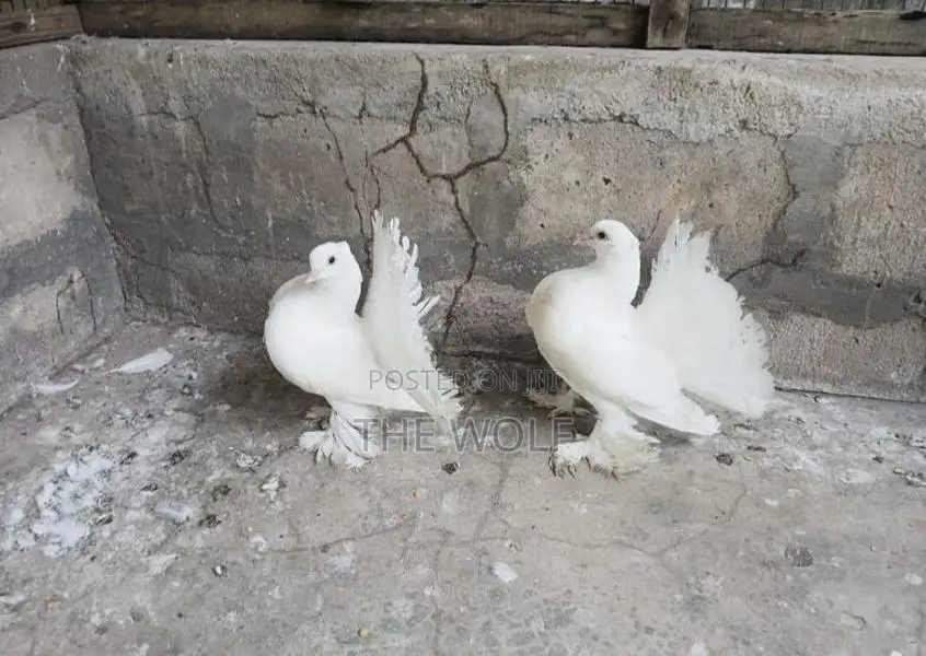Fantails Pigeons ( Fantail Pigeon)