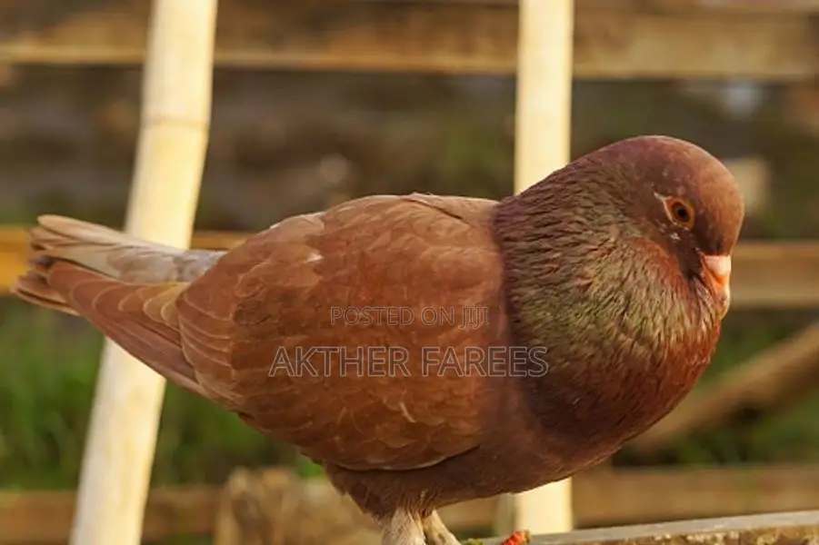 Pigeon