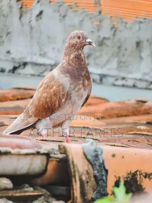 Pigeon