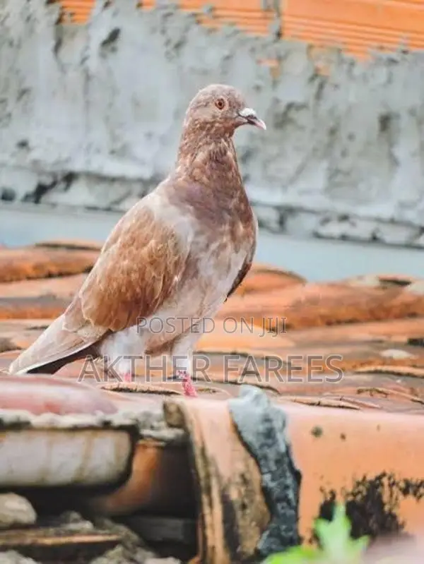 Pigeon