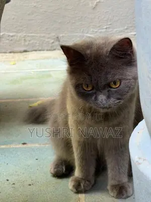 British Longhair