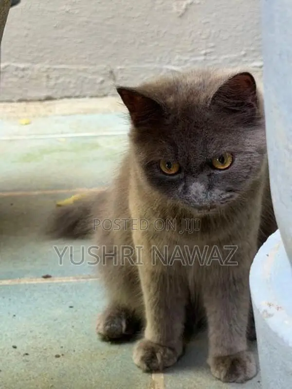 British Longhair