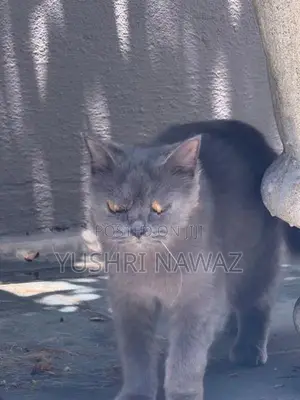 British Longhair