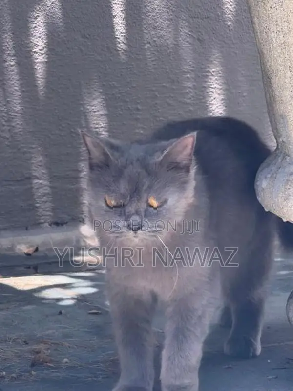 British Longhair