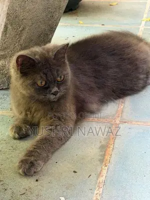 British Longhair