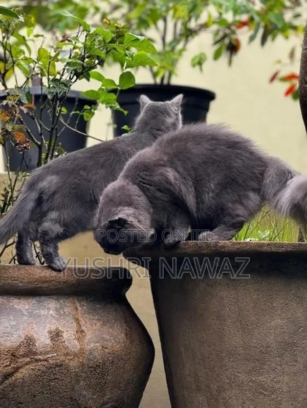British Longhair