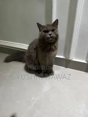 British Longhair