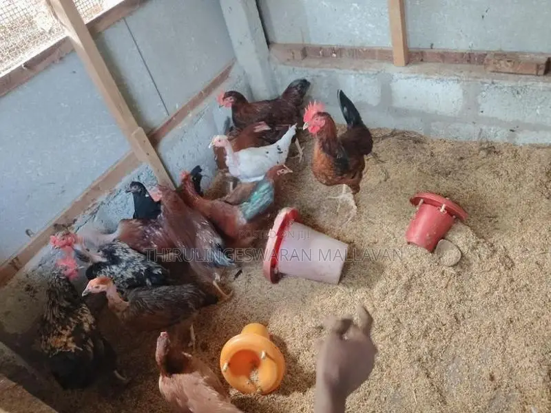 நாட்டுக்கோழி