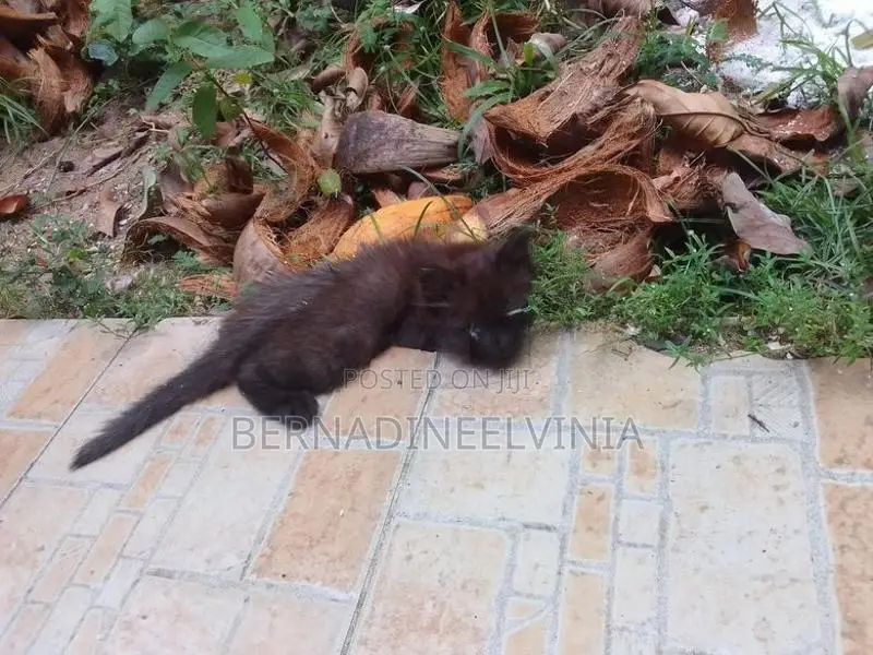 Persian Kitten