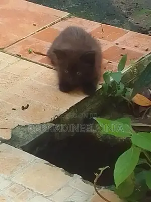 Persian Kitten