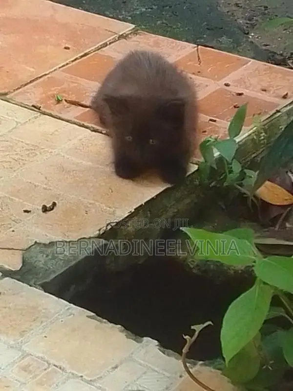Persian Kitten