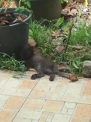 Persian Kitten