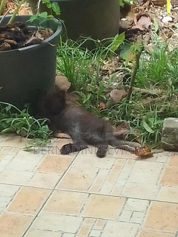 Persian Kitten
