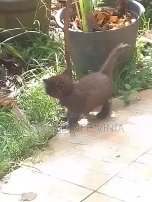 Persian Kitten