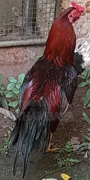 Rooster