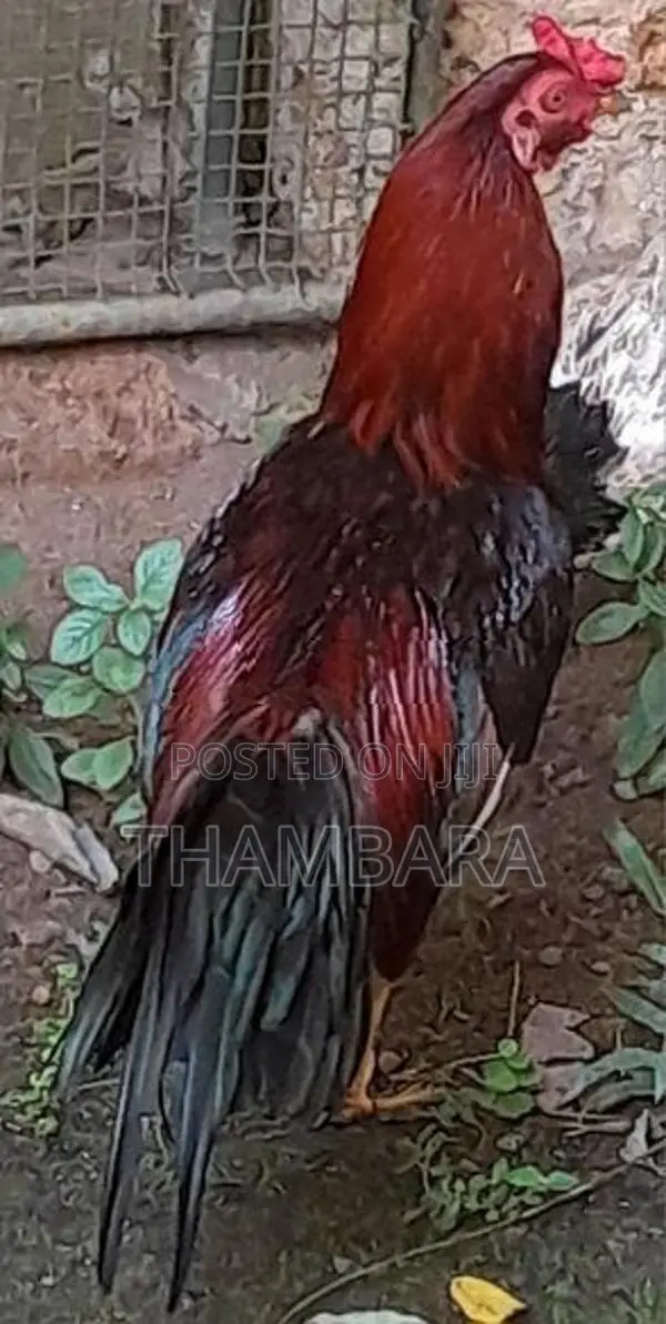 Rooster